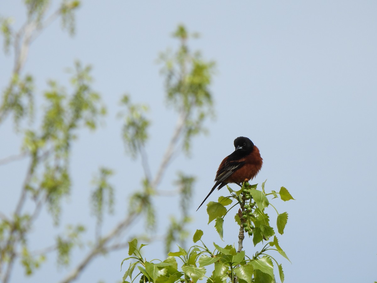 Orchard Oriole - ML619602454