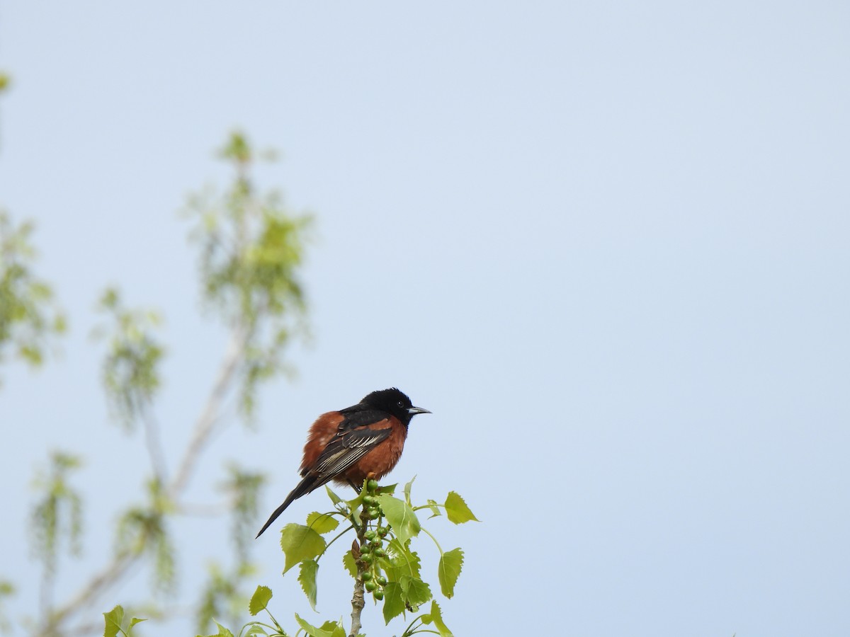 Orchard Oriole - ML619602455