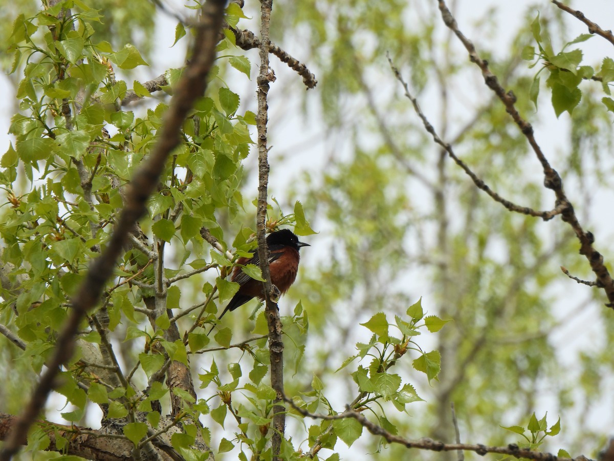 Orchard Oriole - ML619602456