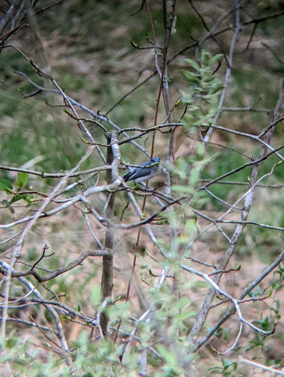 Blue-gray Gnatcatcher - Jack N