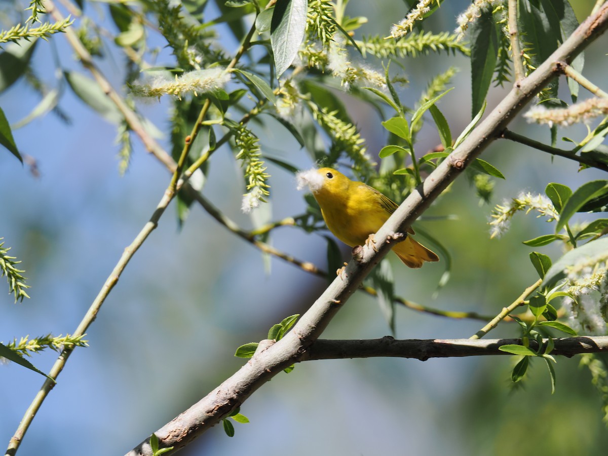 Paruline jaune - ML619602460