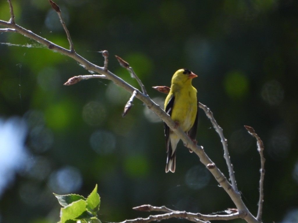 American Goldfinch - ML619602466