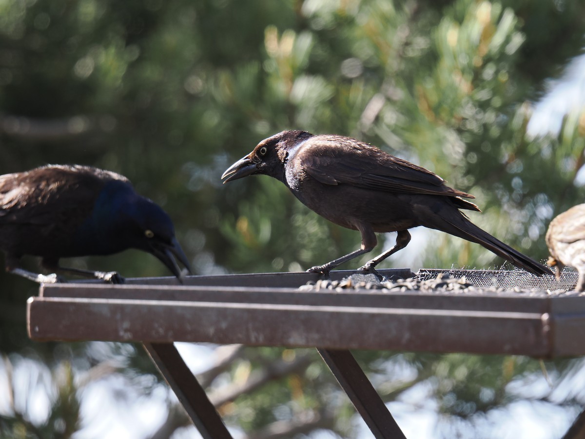 Common Grackle - ML619602473