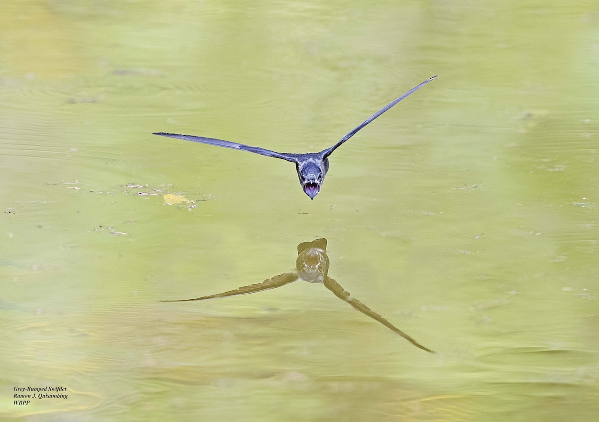 Gray-rumped Swiftlet - ML619602474