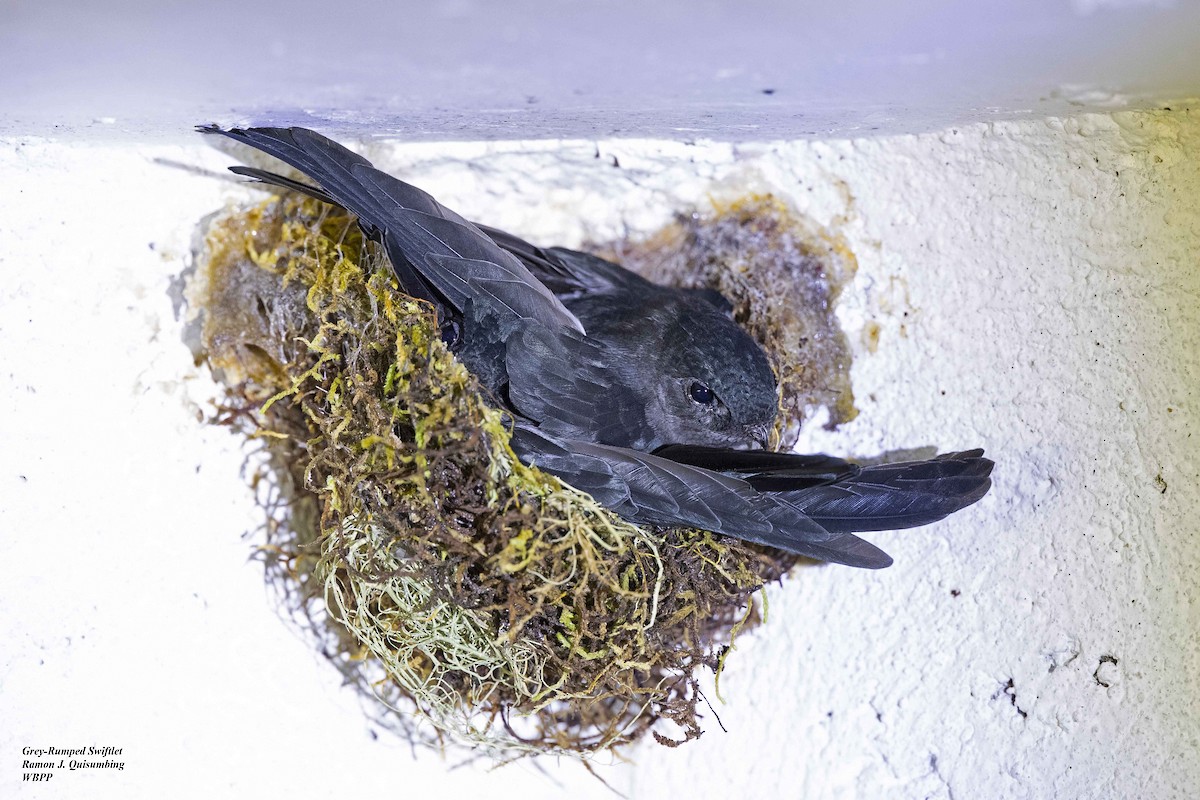 Gray-rumped Swiftlet - ML619602475