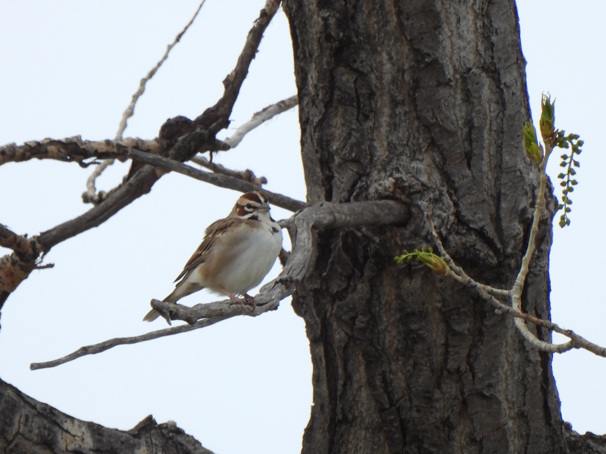 Lark Sparrow - Robert Spaul