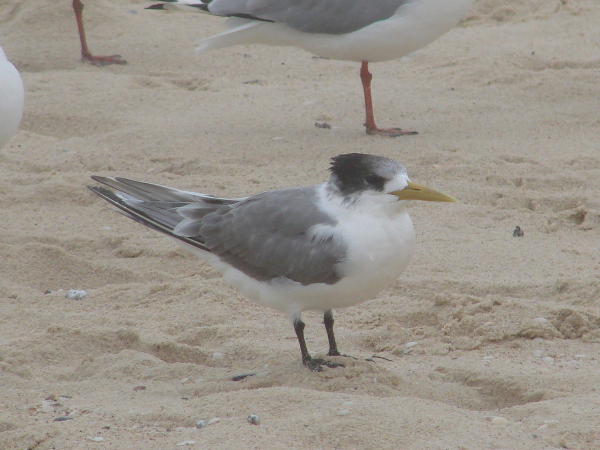 Great Crested Tern - Andrew Bishop