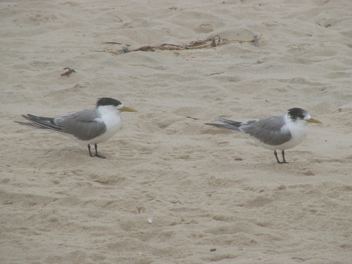 Great Crested Tern - Andrew Bishop