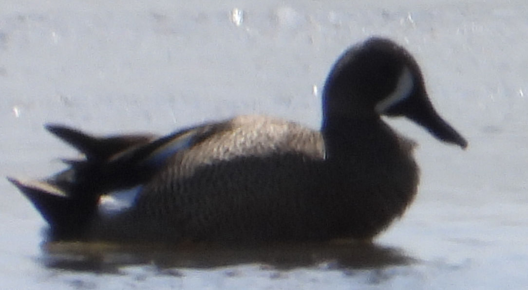 Blue-winged Teal - ML619602491