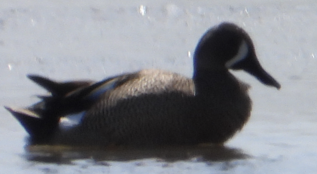 Blue-winged Teal - joe sweeney