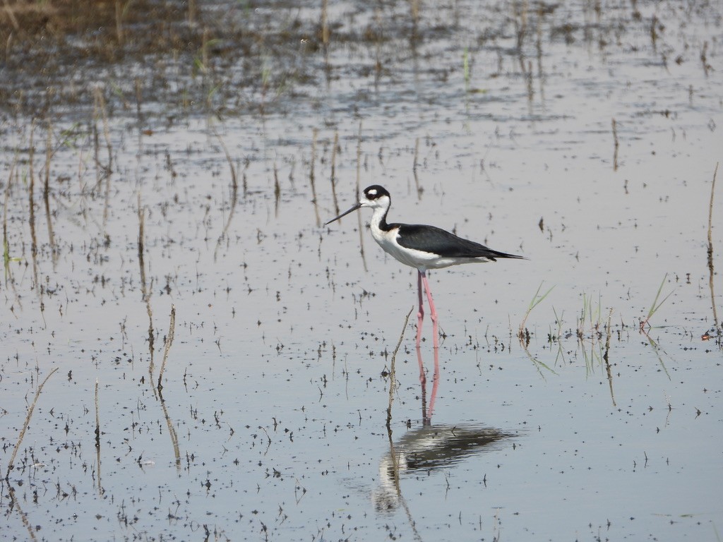 Black-necked Stilt - ML619602494