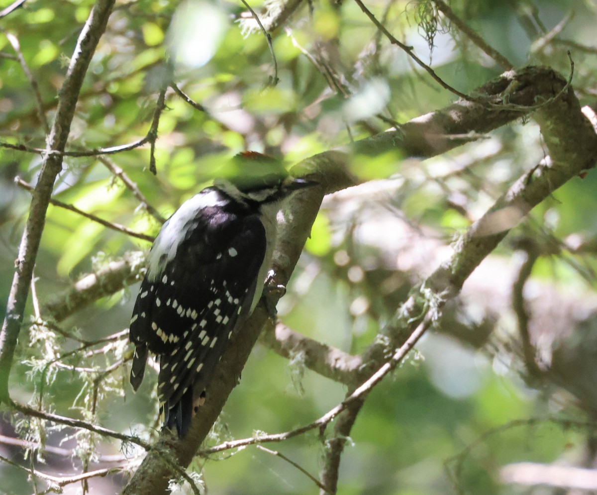 Downy Woodpecker - ML619602495