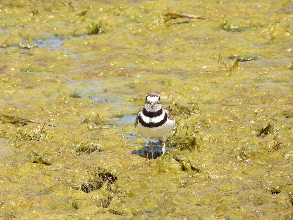 Killdeer - ML619602496