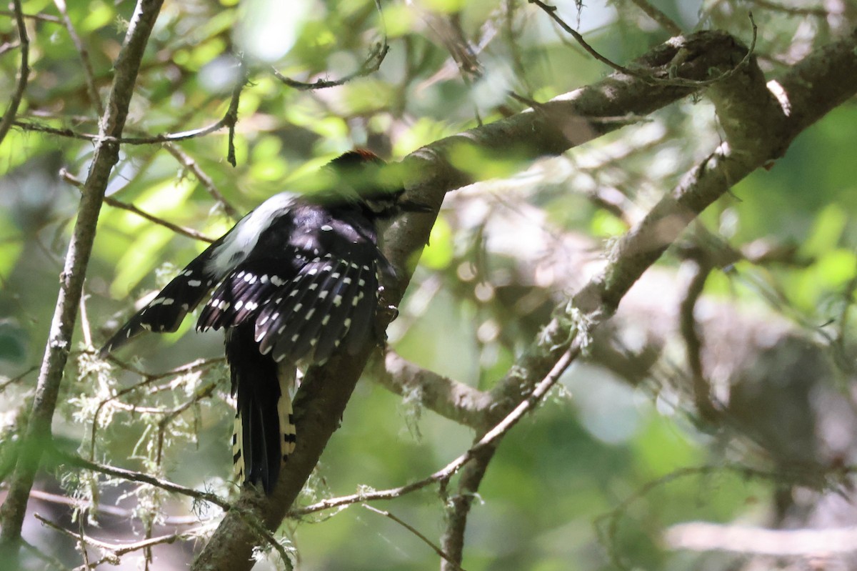 Downy Woodpecker - Tracy Drake