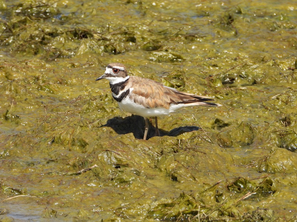 Killdeer - joe sweeney