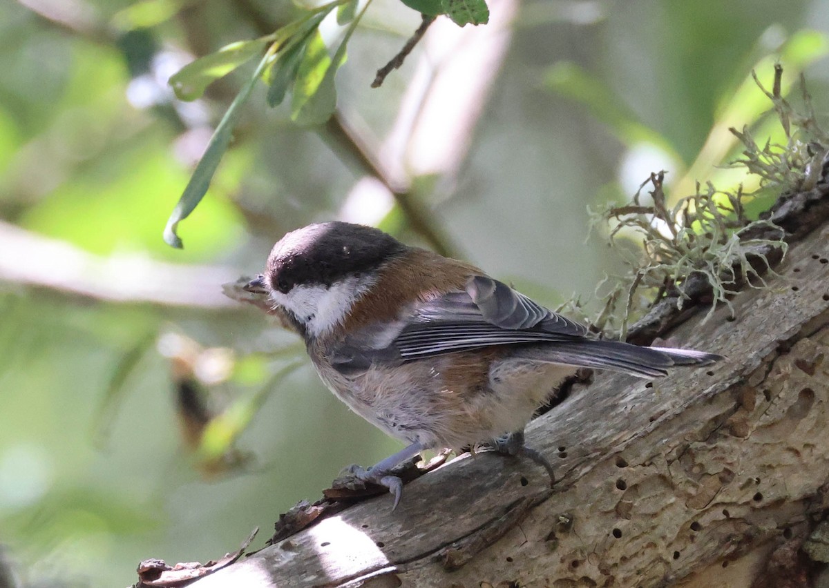 Chestnut-backed Chickadee - Tracy Drake