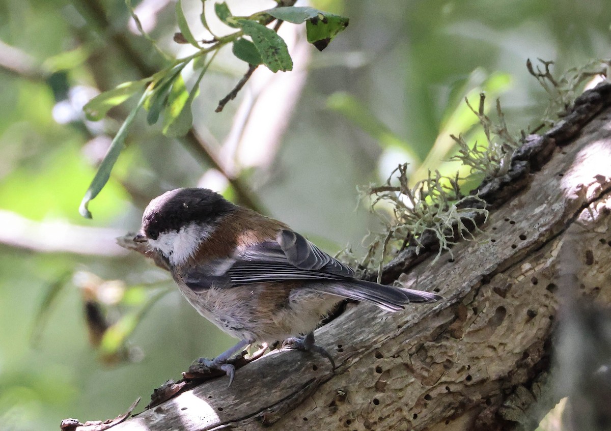 Chestnut-backed Chickadee - Tracy Drake