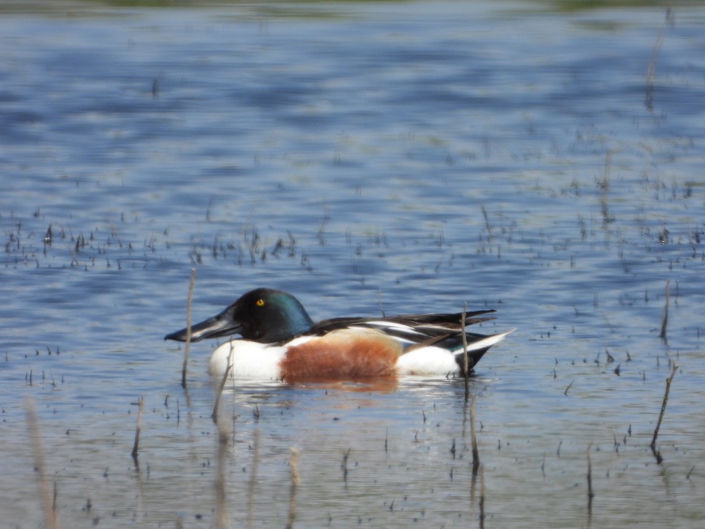 Northern Shoveler - ML619602508