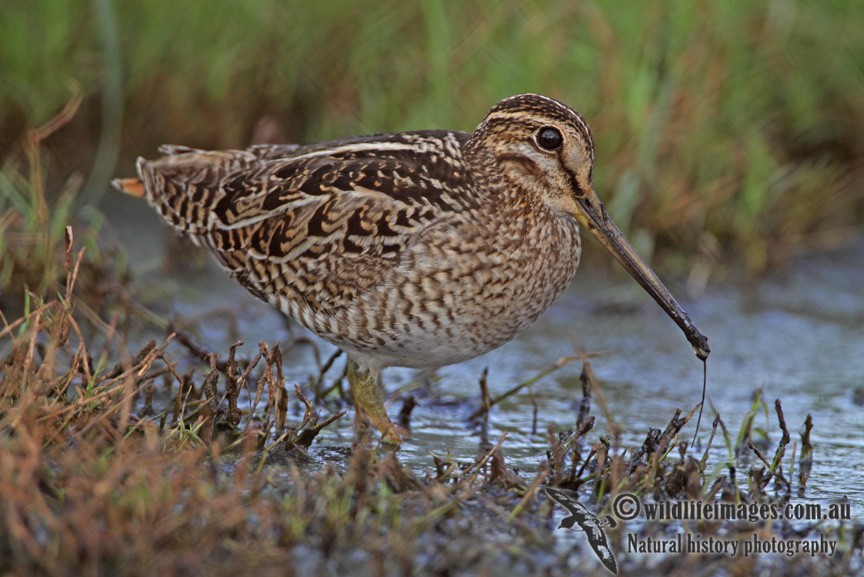 Pin-tailed Snipe - ML61960251