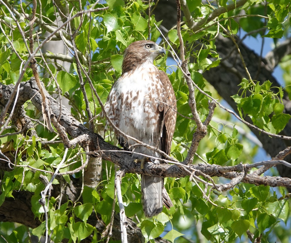 Red-tailed Hawk - Graham Ray