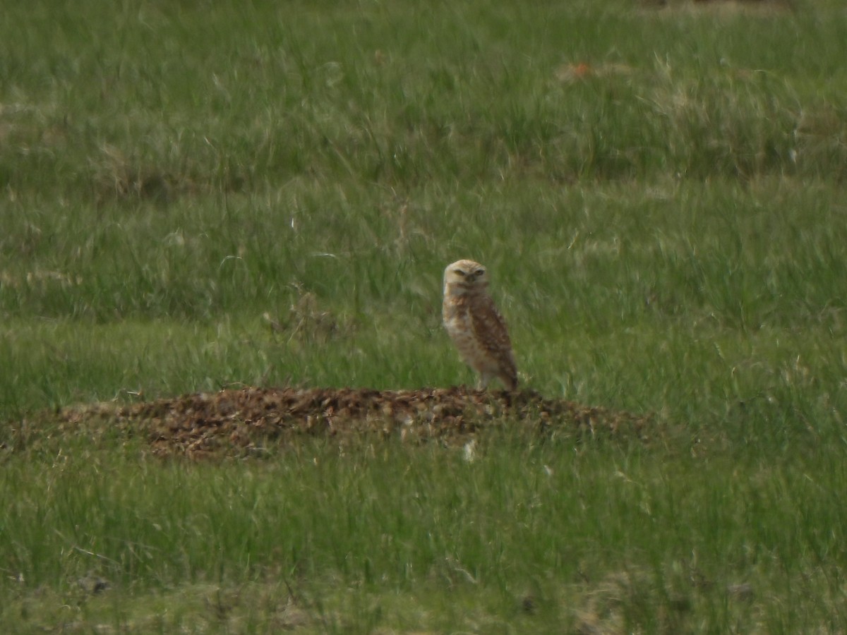 Burrowing Owl - ML619602516