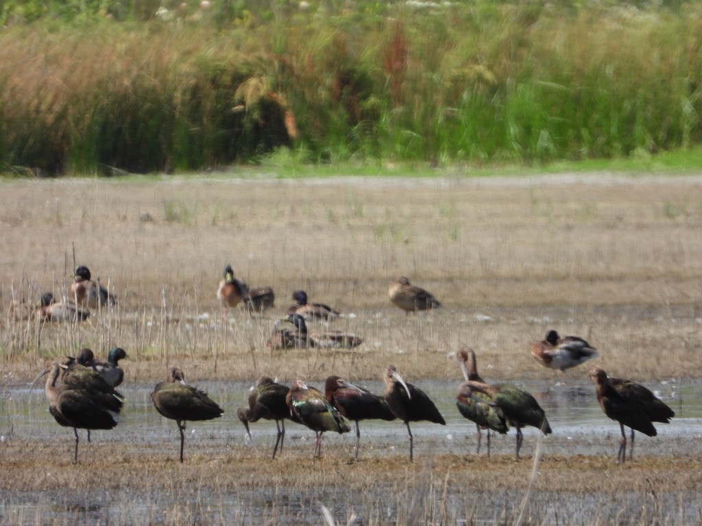 White-faced Ibis - joe sweeney