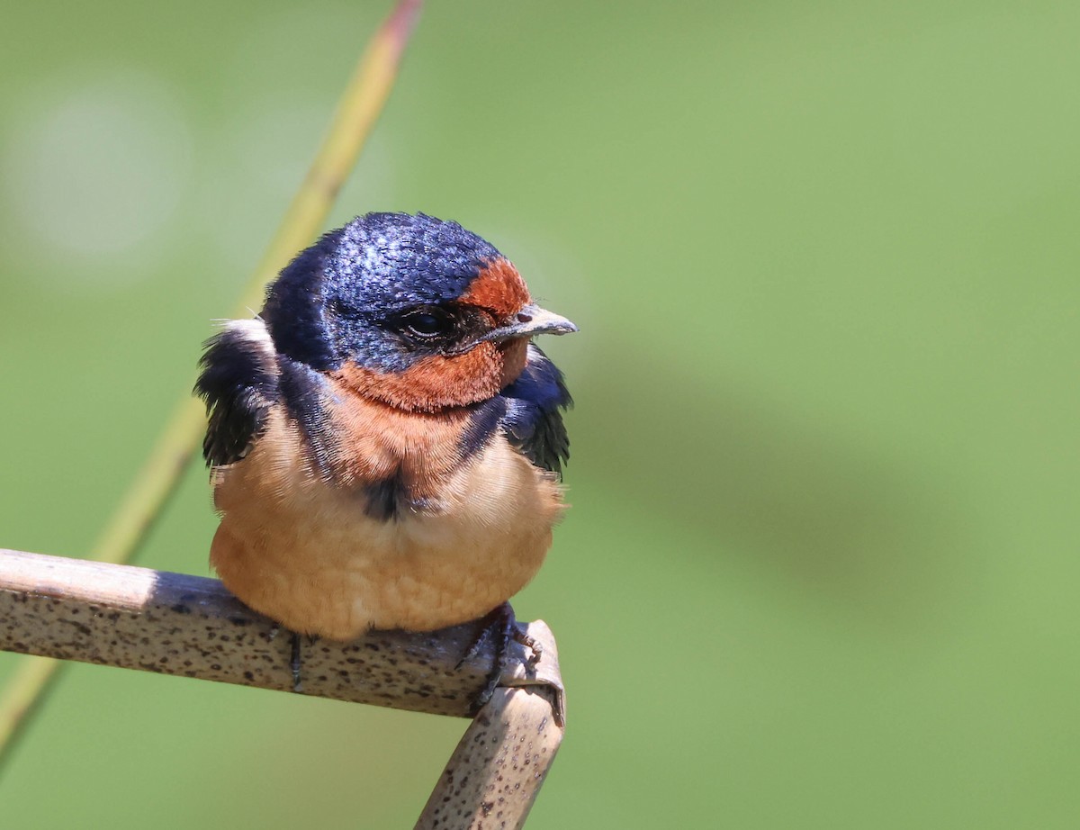 Barn Swallow - Tracy Drake