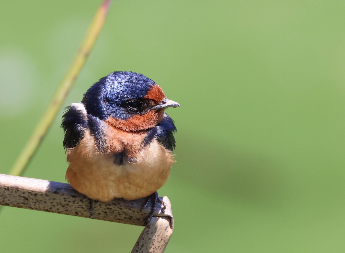 Barn Swallow - Tracy Drake