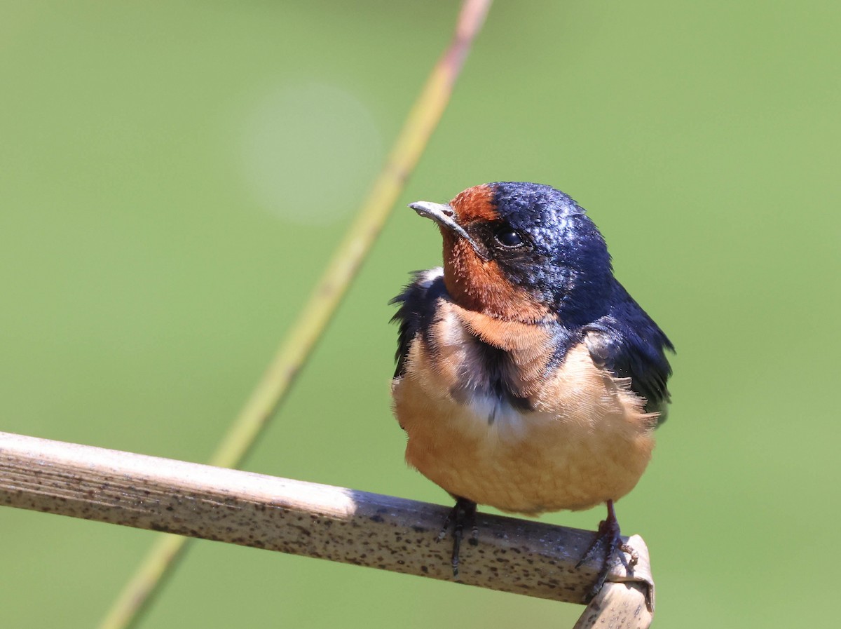 Barn Swallow - Tracy Drake