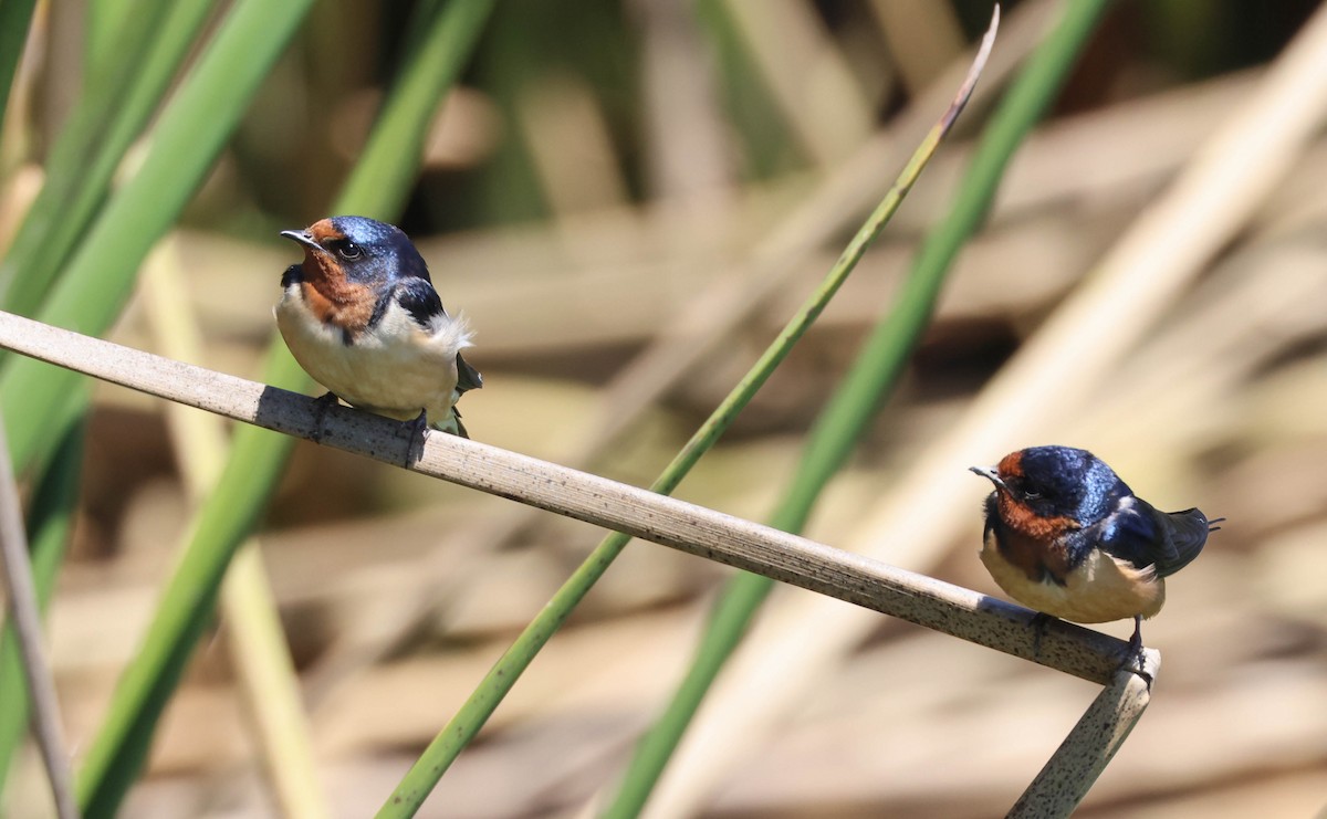 Barn Swallow - Tracy Drake