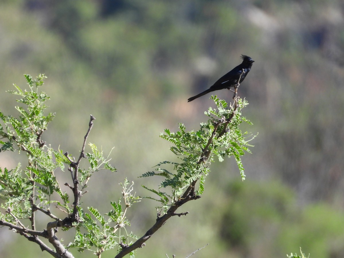 Phainopepla - Roee Astor