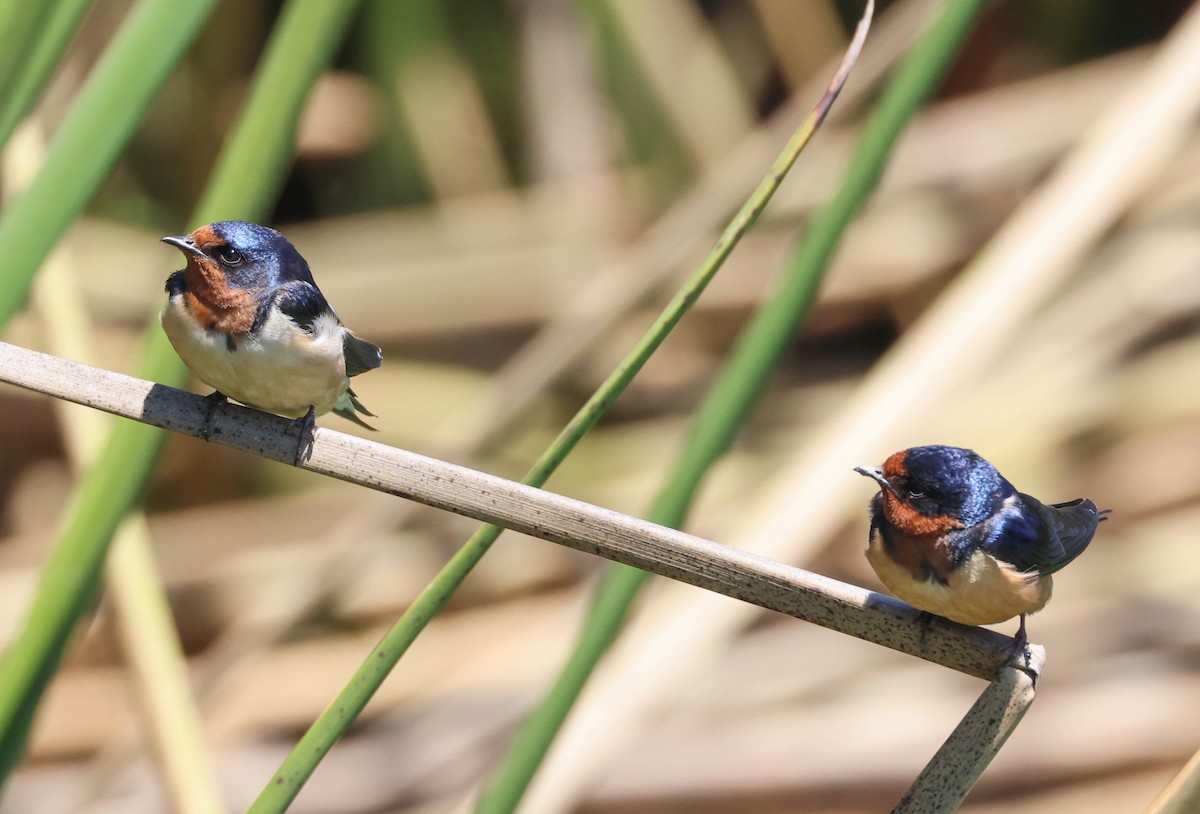 Barn Swallow - Tracy Drake