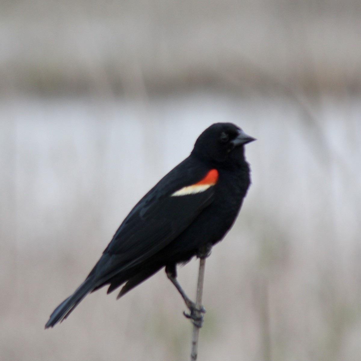 Red-winged Blackbird - James Madter