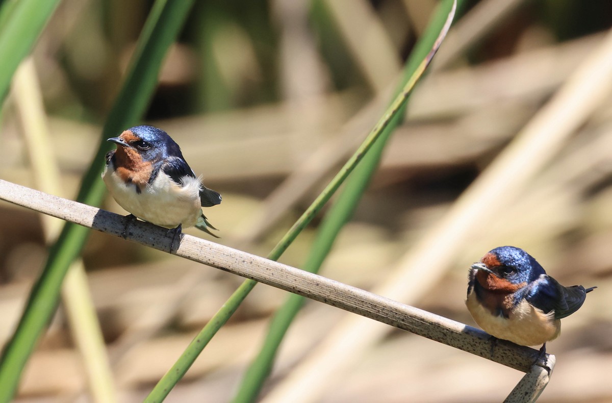 Barn Swallow - Tracy Drake