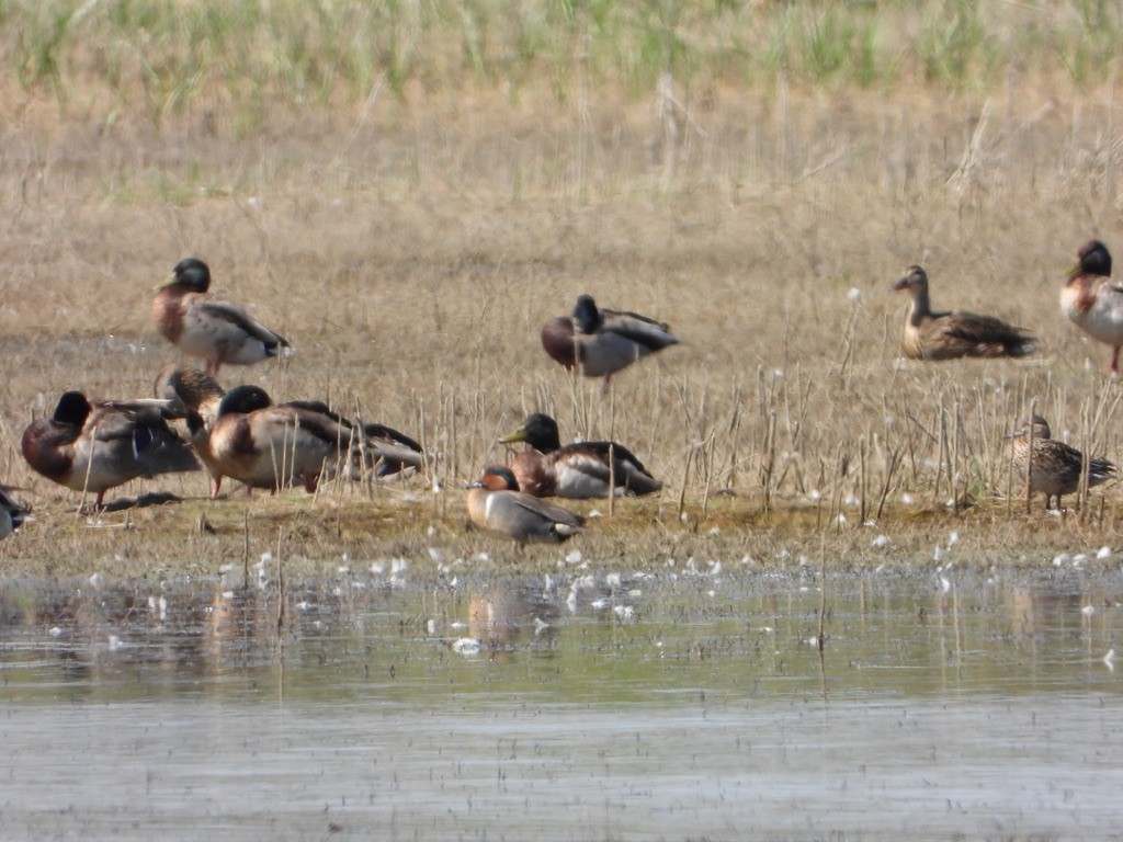 Green-winged Teal - ML619602534