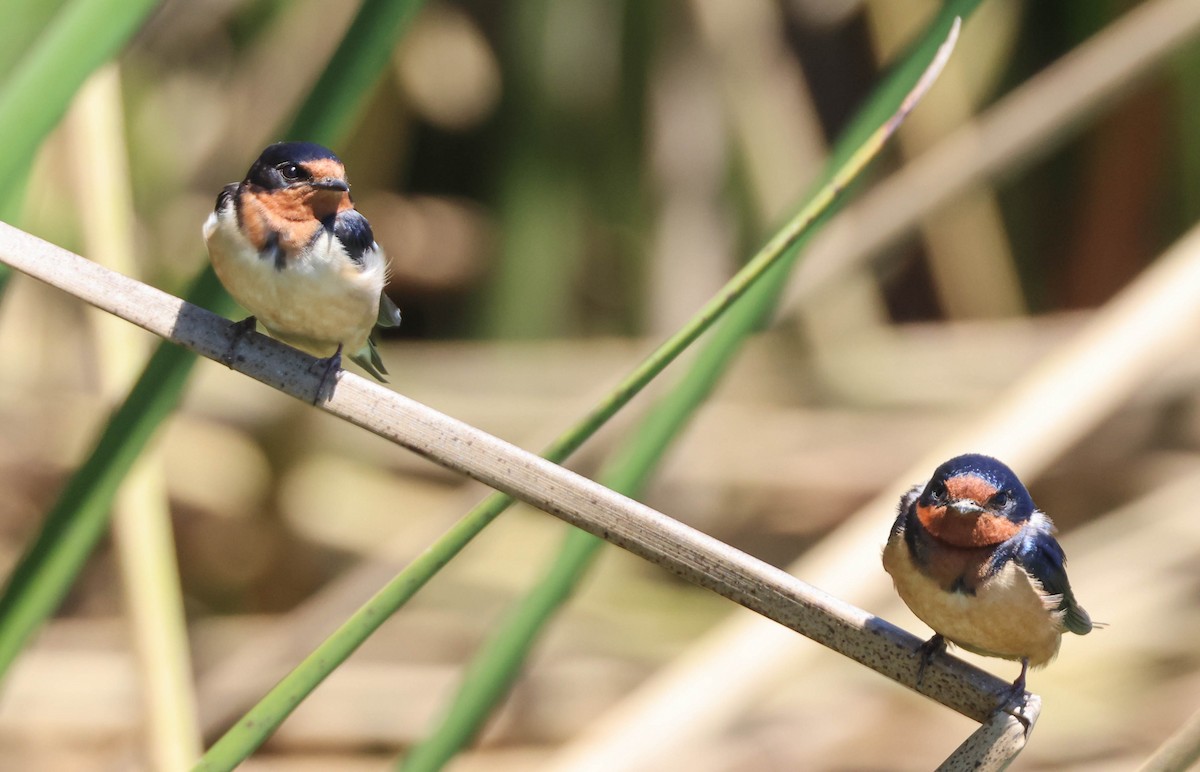 Barn Swallow - ML619602536