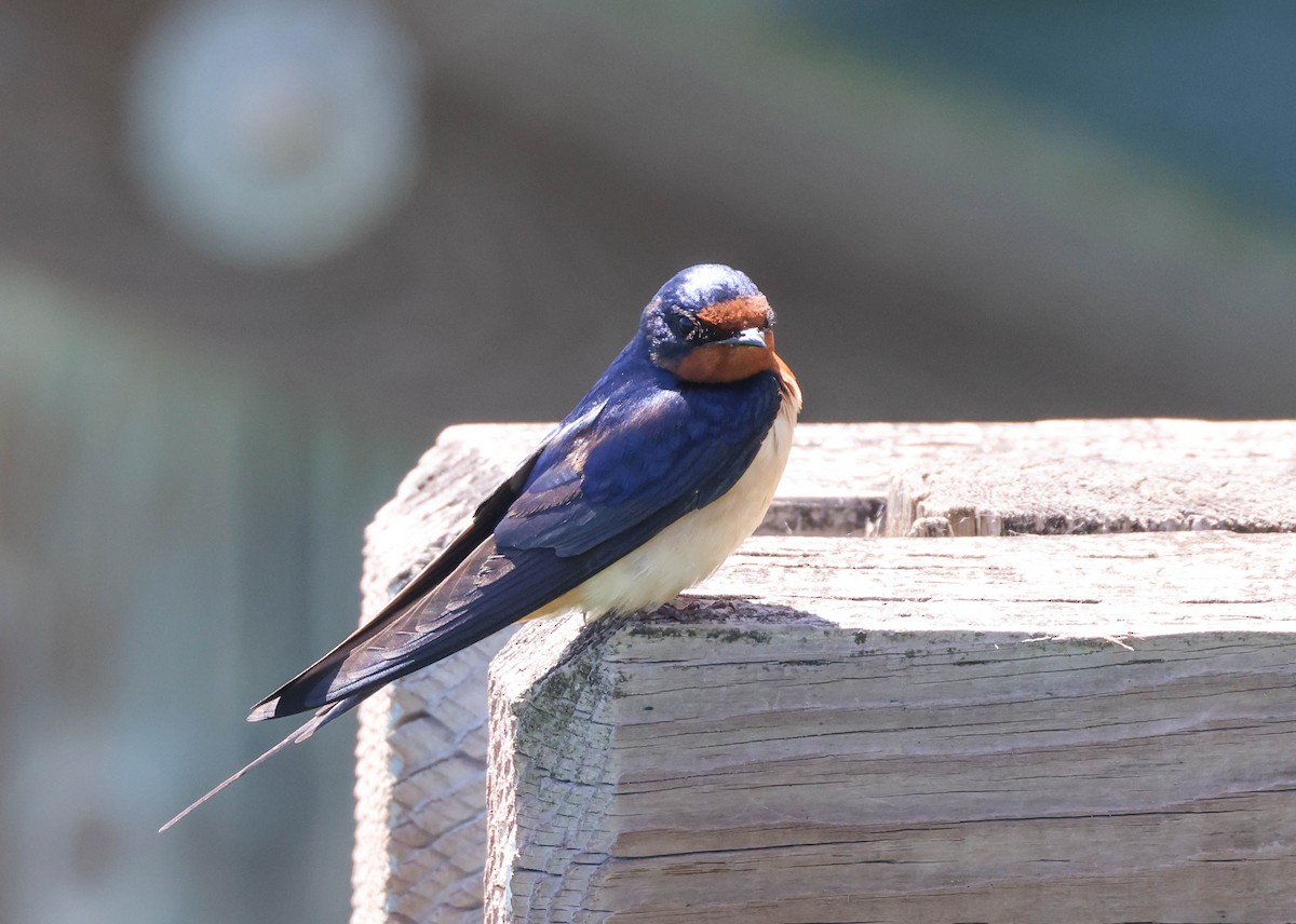 Barn Swallow - ML619602539