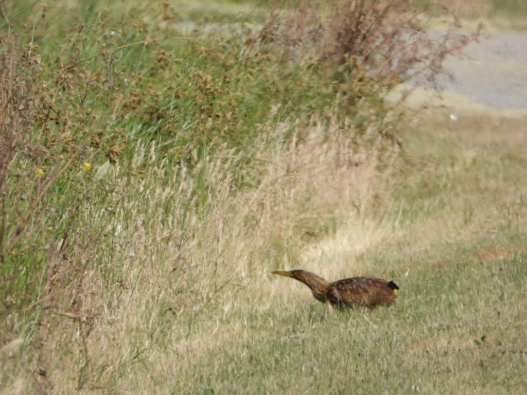 American Bittern - ML619602540