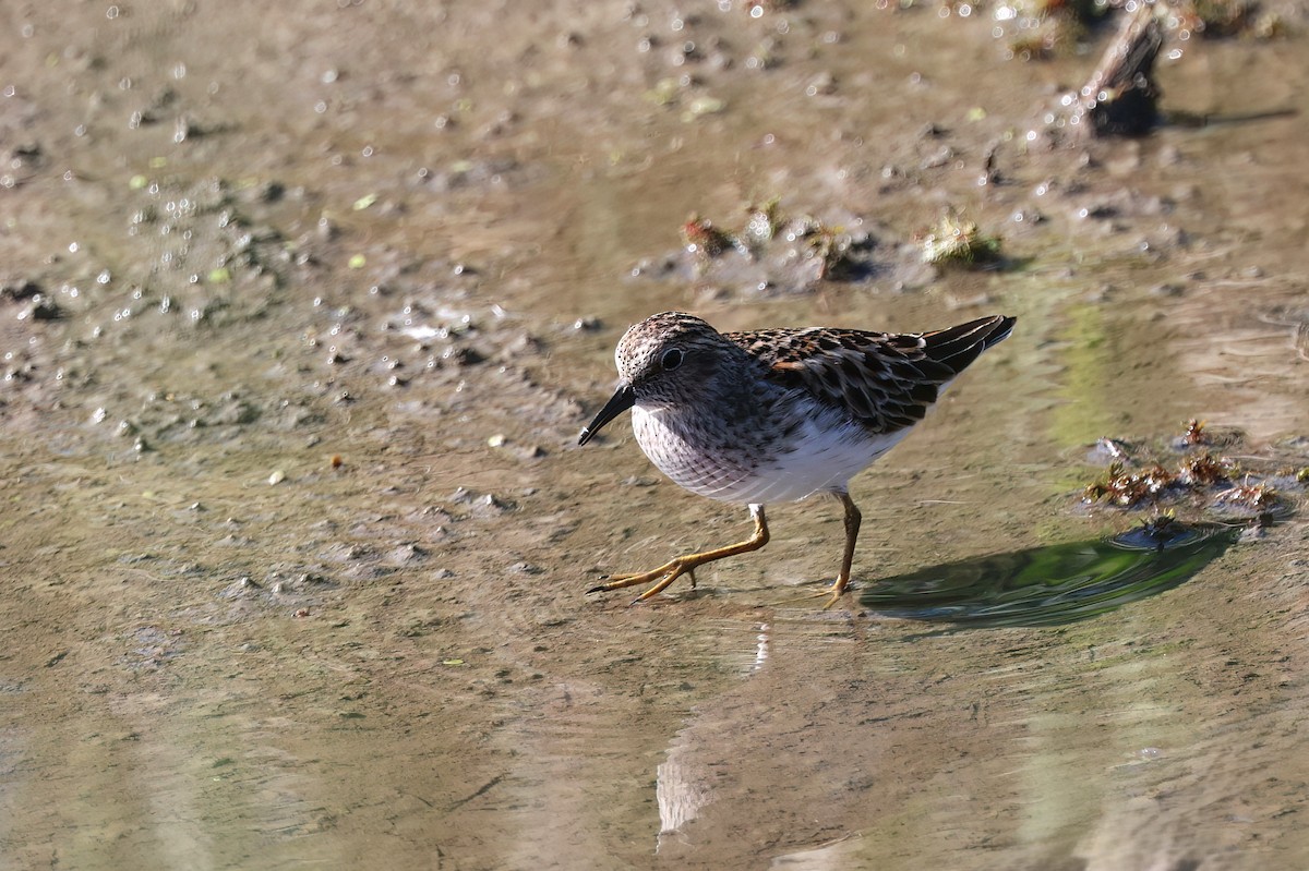 Least Sandpiper - Channa Jayasinghe