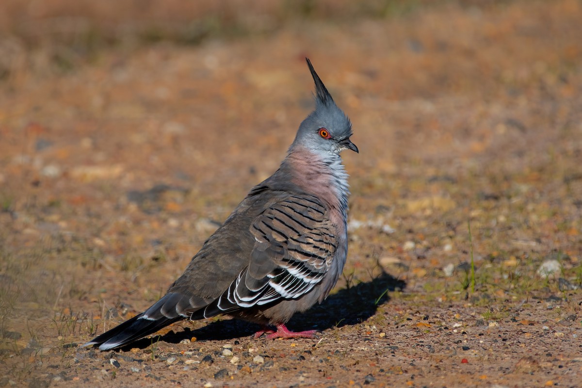 Crested Pigeon - Jonathan Tickner