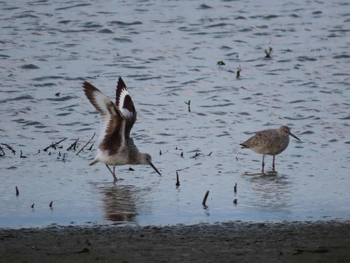 Willet - Herky Birder