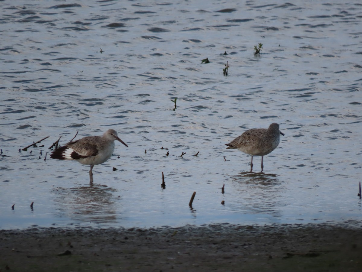 Willet - Herky Birder