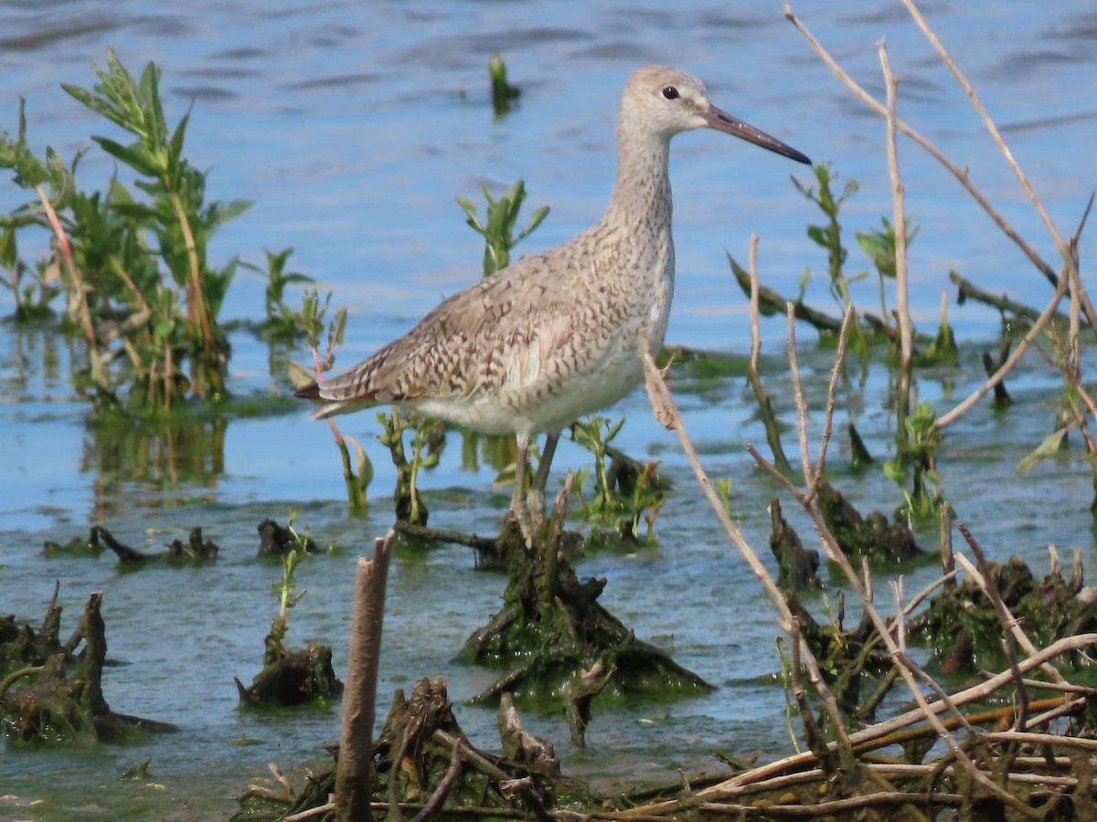 Willet - Herky Birder