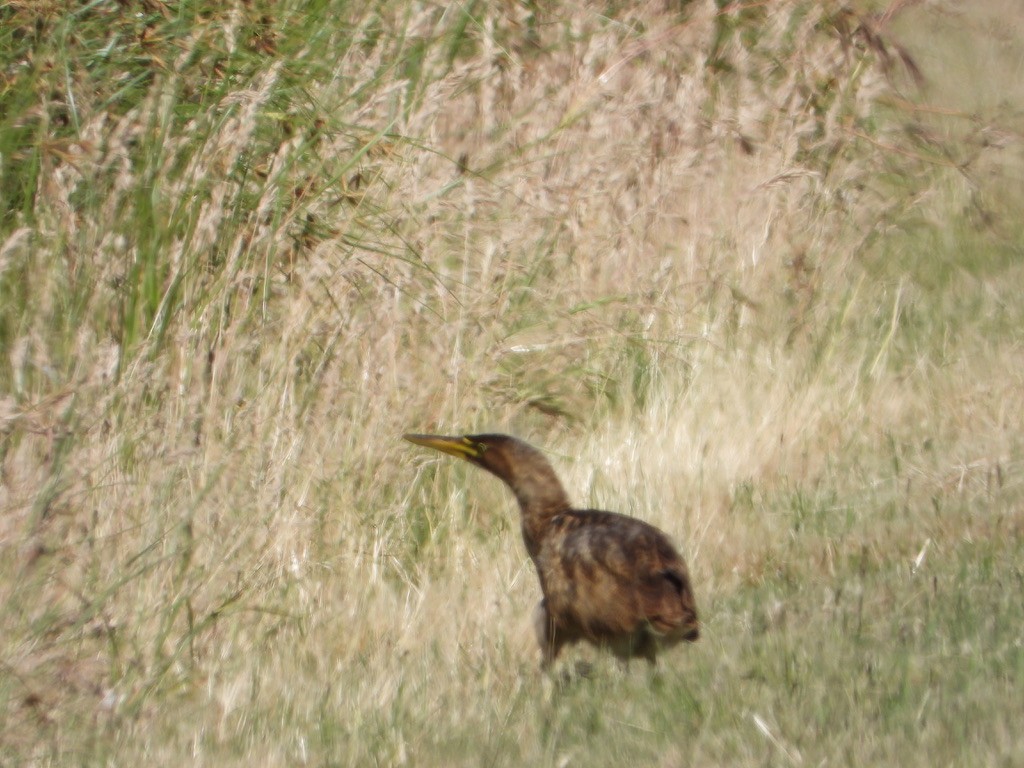 American Bittern - ML619602548