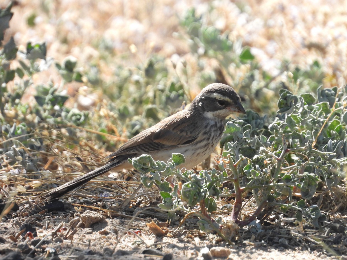 Black-throated Sparrow - Roee Astor