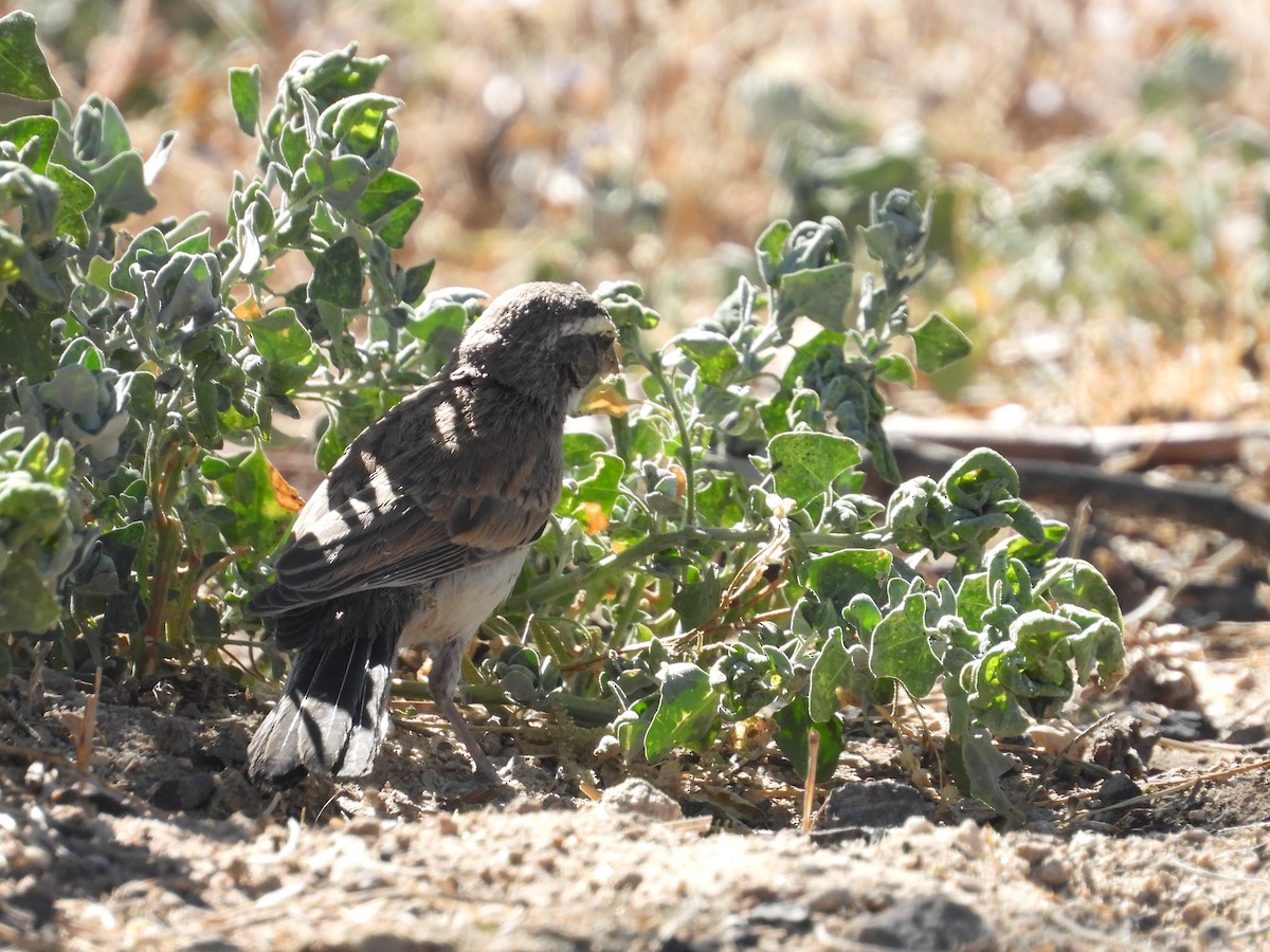 Black-throated Sparrow - Roee Astor