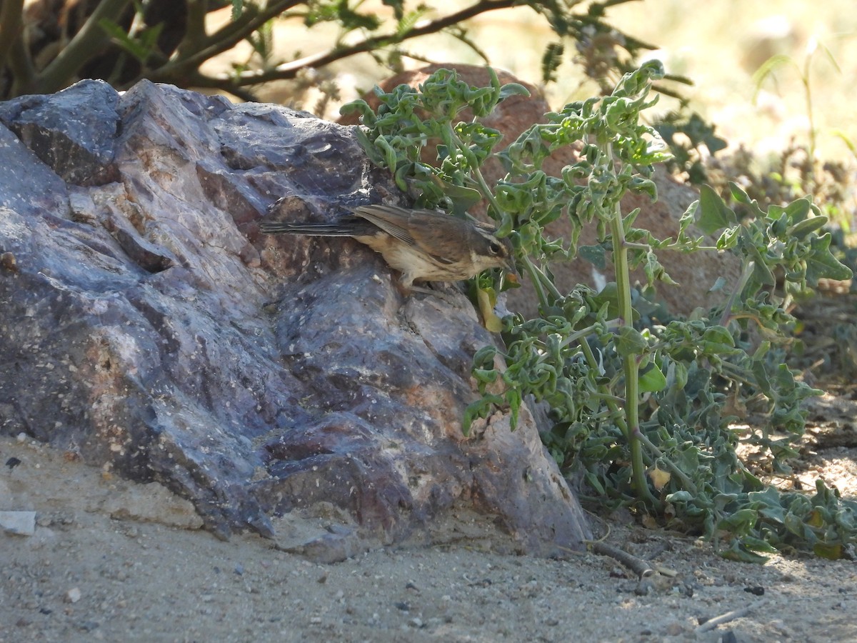 Black-throated Sparrow - ML619602556