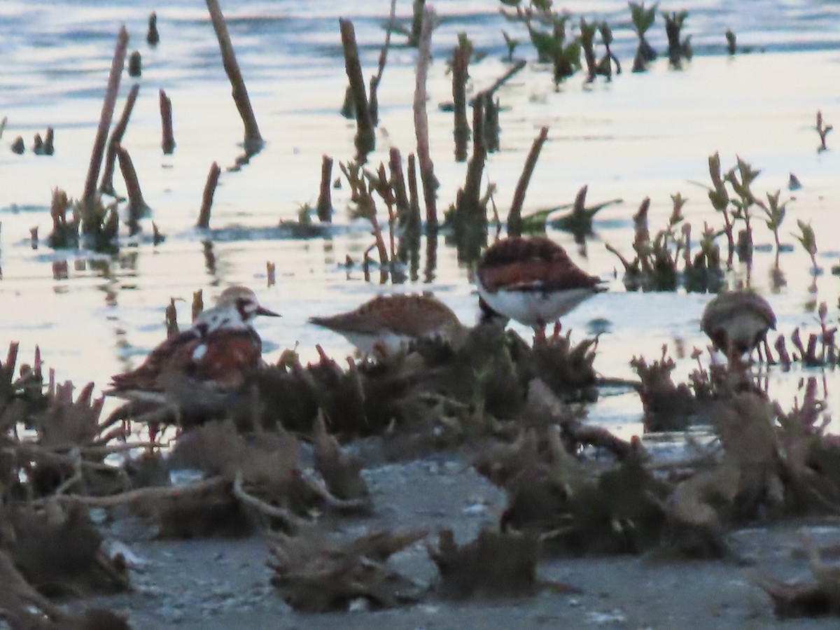 Ruddy Turnstone - Herky Birder