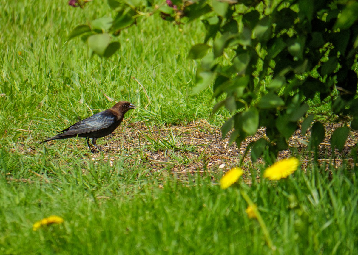 Brown-headed Cowbird - Larry Joseph