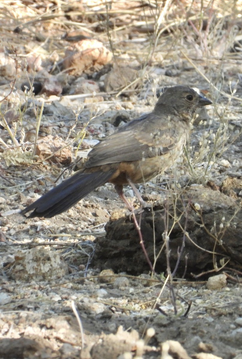 Canyon Towhee - Roee Astor